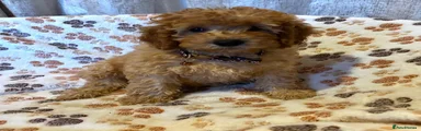 Cavapoo 1