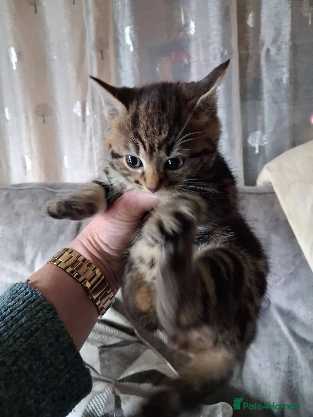 Mixed Breed cats for sale: 3 beautiful female kittens - Advert 5