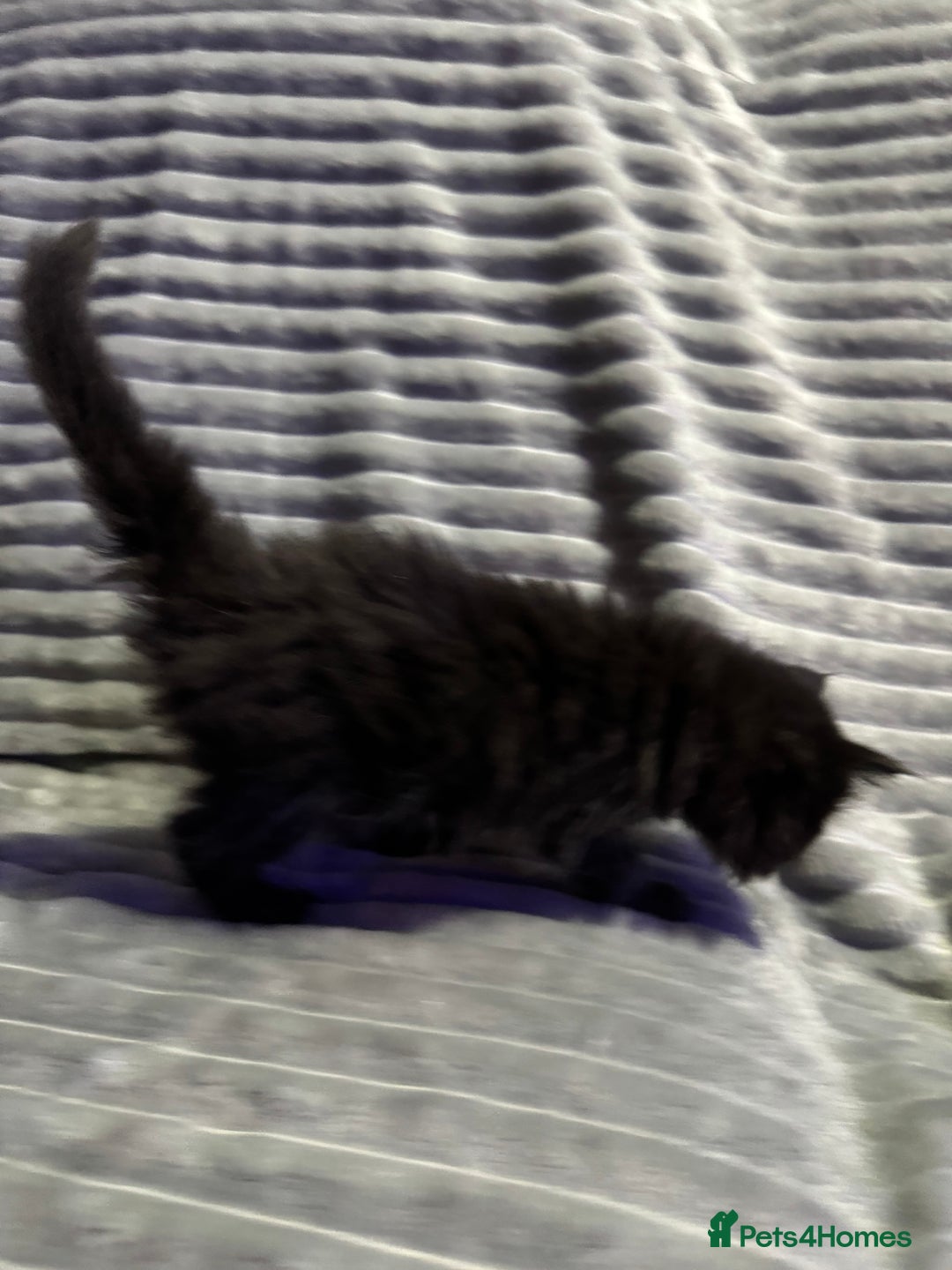 Mixed Breed cats for sale: British short hair cross maine coon  - Advert 10