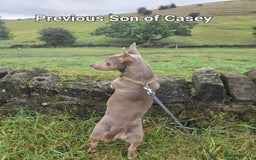 Jack Russell dogs for sale: Pure Jack russell puppies. Ultra-Rare colored.  - Advert 31