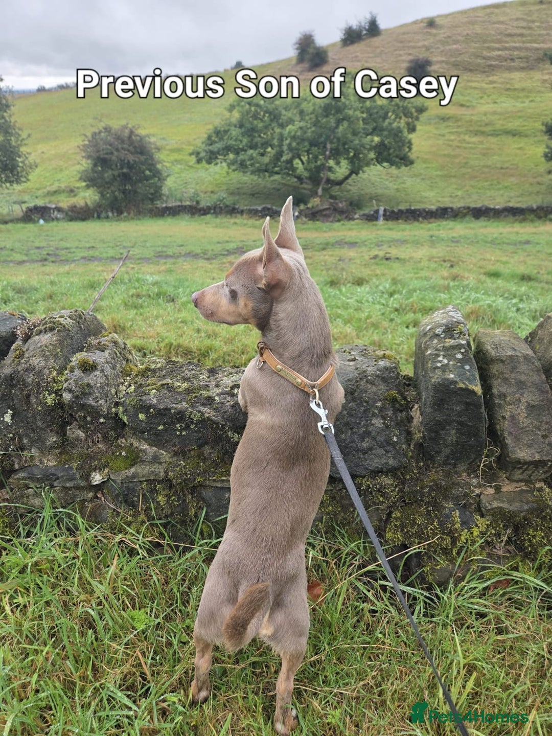 Jack Russell dogs for sale: Pure Jack russell puppies. Ultra-Rare colored.  - Advert 31