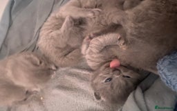 British Shorthair cats for sale: Beautiful litter of baby blues ready  - Image 4