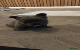 French Bulldog dogs for sale: French bulldog FLUFFY pups - Image 22