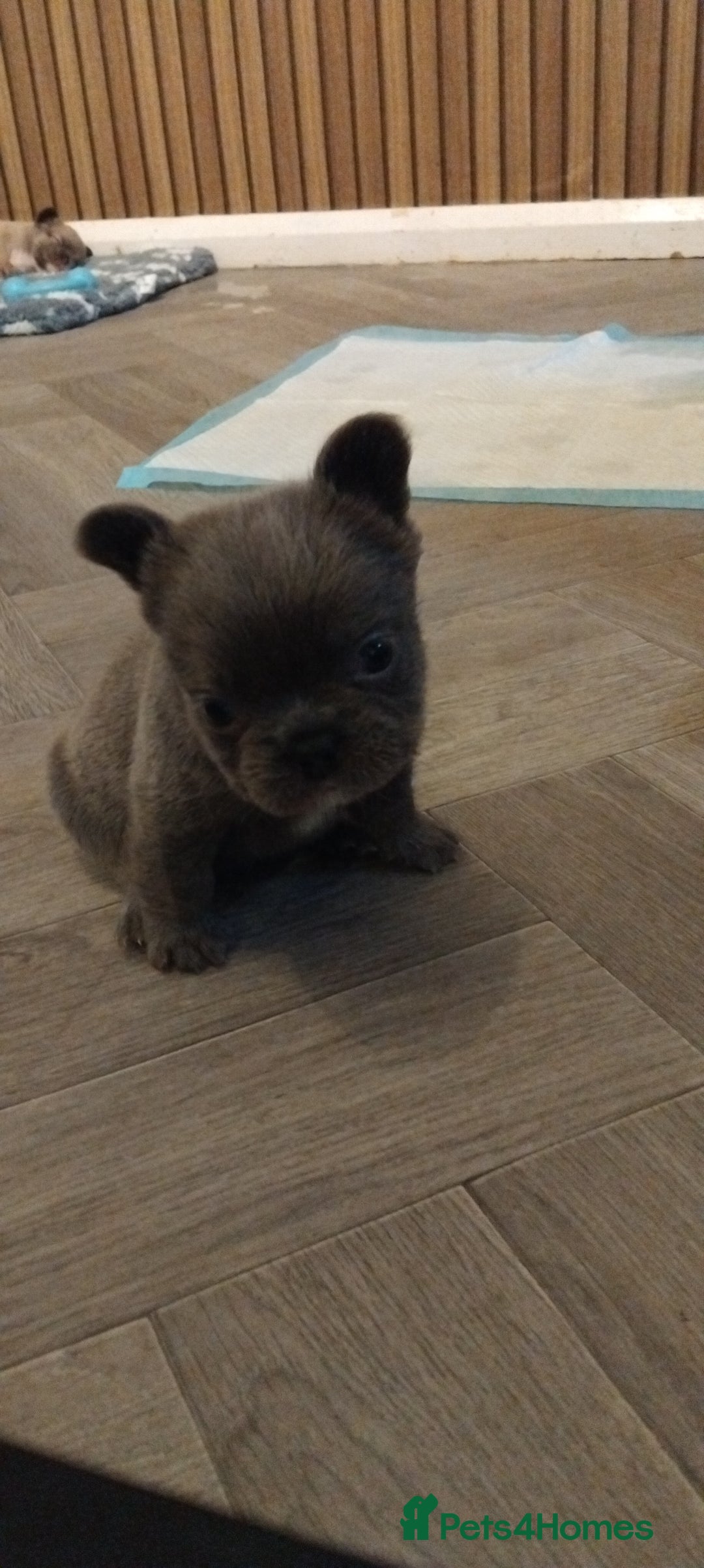 French Bulldog dogs for sale: French bulldog FLUFFY pups - Image 22