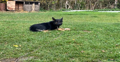 German Shepherd dogs German Shepherd x DDR Shepherd Puppies  - Advert 3