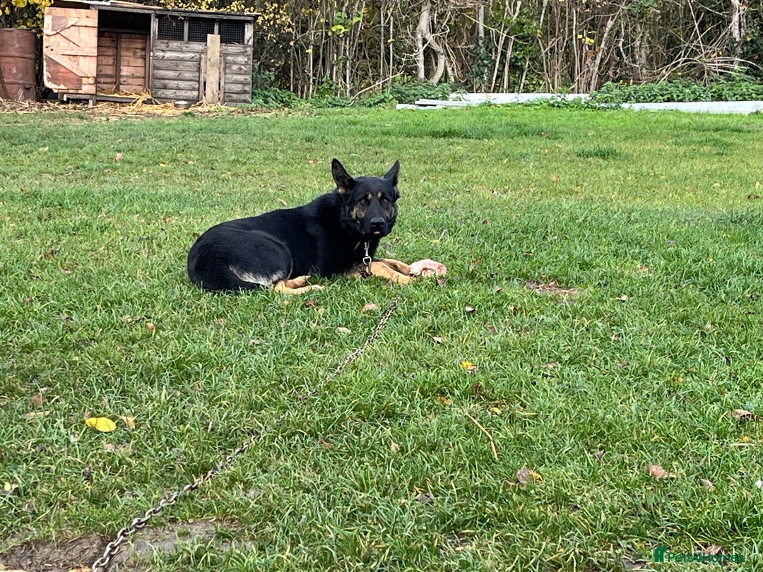 German Shepherd dogs for sale: German Shepherd x DDR Shepherd Puppies  - Advert 2