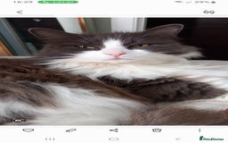 Domestic Shorthair cats for sale: Full of beans 12 week old kitten - Image 4