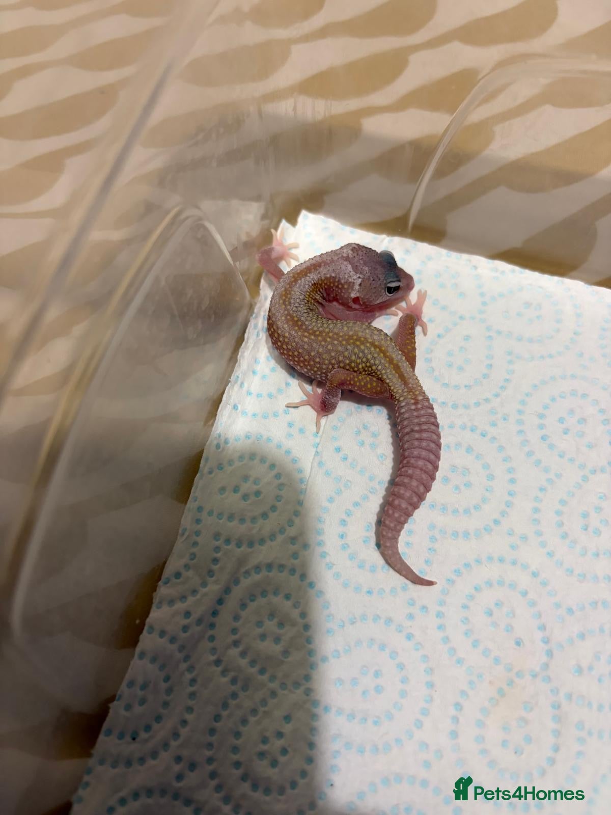 Leopard Gecko reptiles Leopard Gecko  - Advert 1