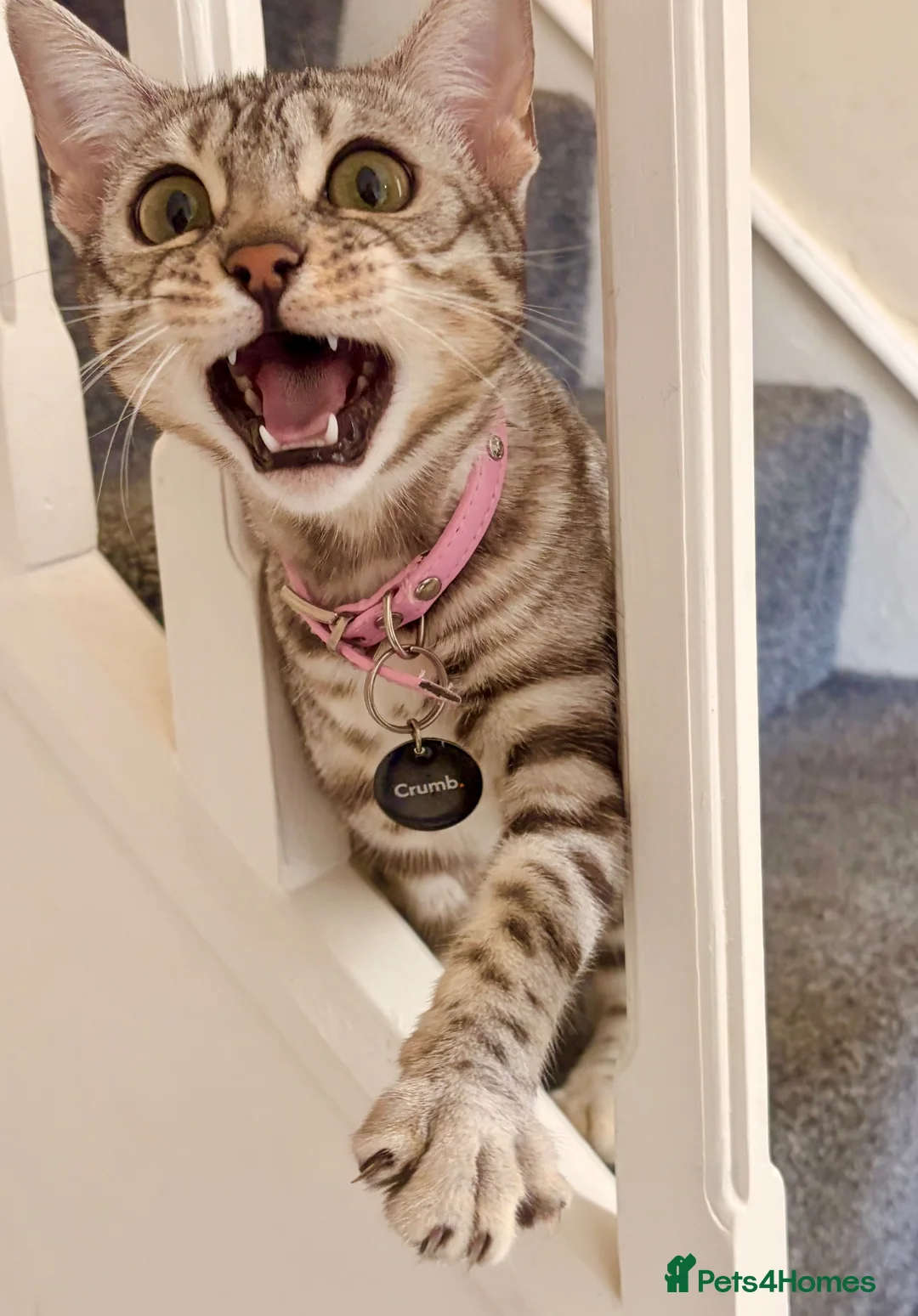 Bengal cats for sale: Beautiful Female Bengal - Advert 4