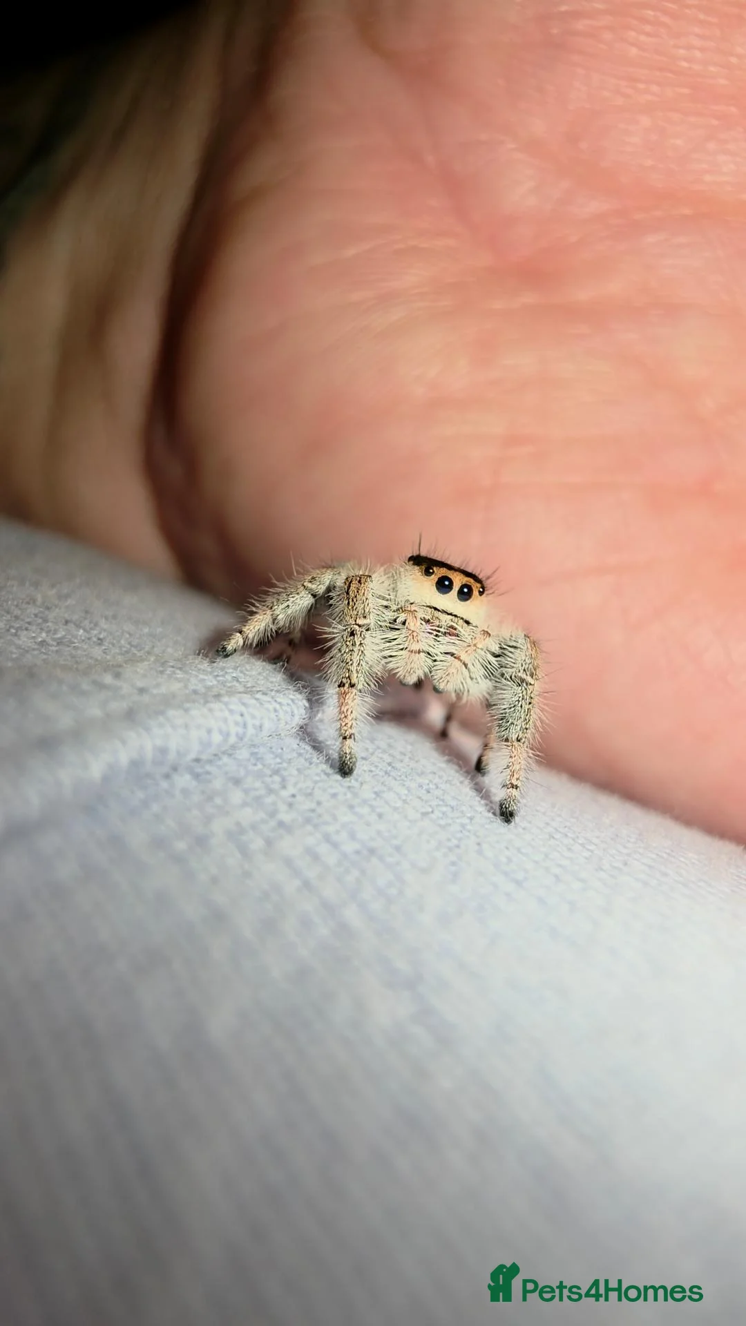 Spiders invertebrates for sale: Jumping spiders for sale - Advert 6