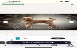 Irish Doodle dogs for sale: Irish Doodle Standard - Image 9