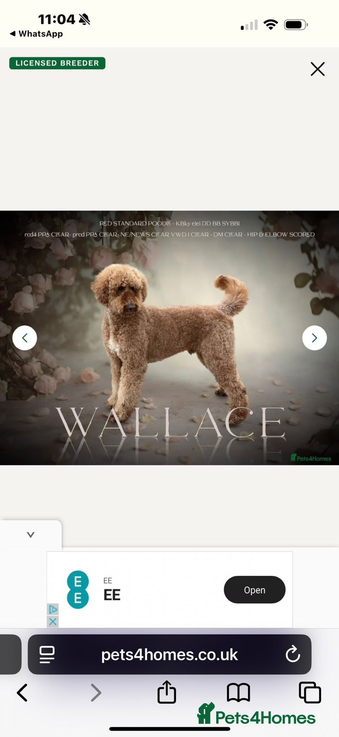 Irish Doodle dogs for sale: Irish Doodle Standard - Image 9