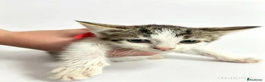 Domestic Shorthair 8