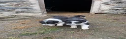 Border Collie dogs for sale: 3 male puppies for sale - Advert 9