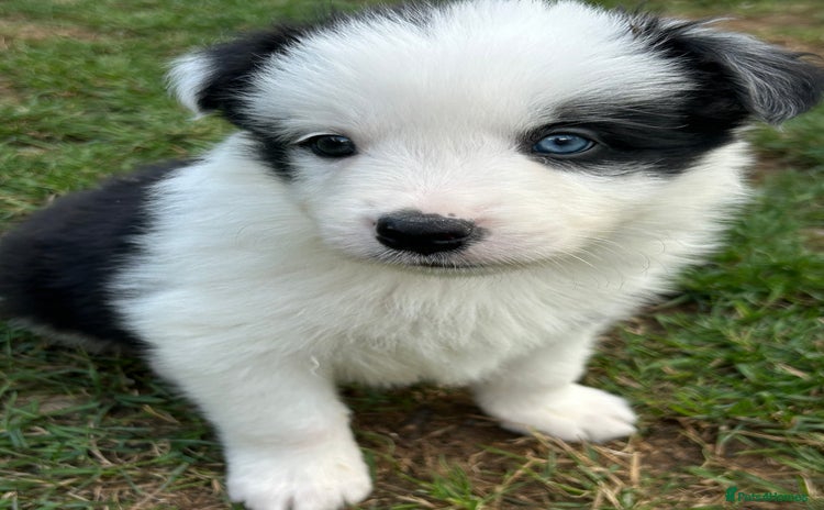 Border Collie dogs - Advert 15