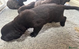 Mastiff dogs for sale: Pedigree Puppies of our Portuguese cattle dogs. - Image 20