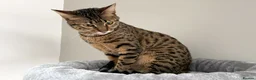 Savannah cats for sale: F5 SBT Savannah sisters Squealer, Shyler and Lily - Advert 21