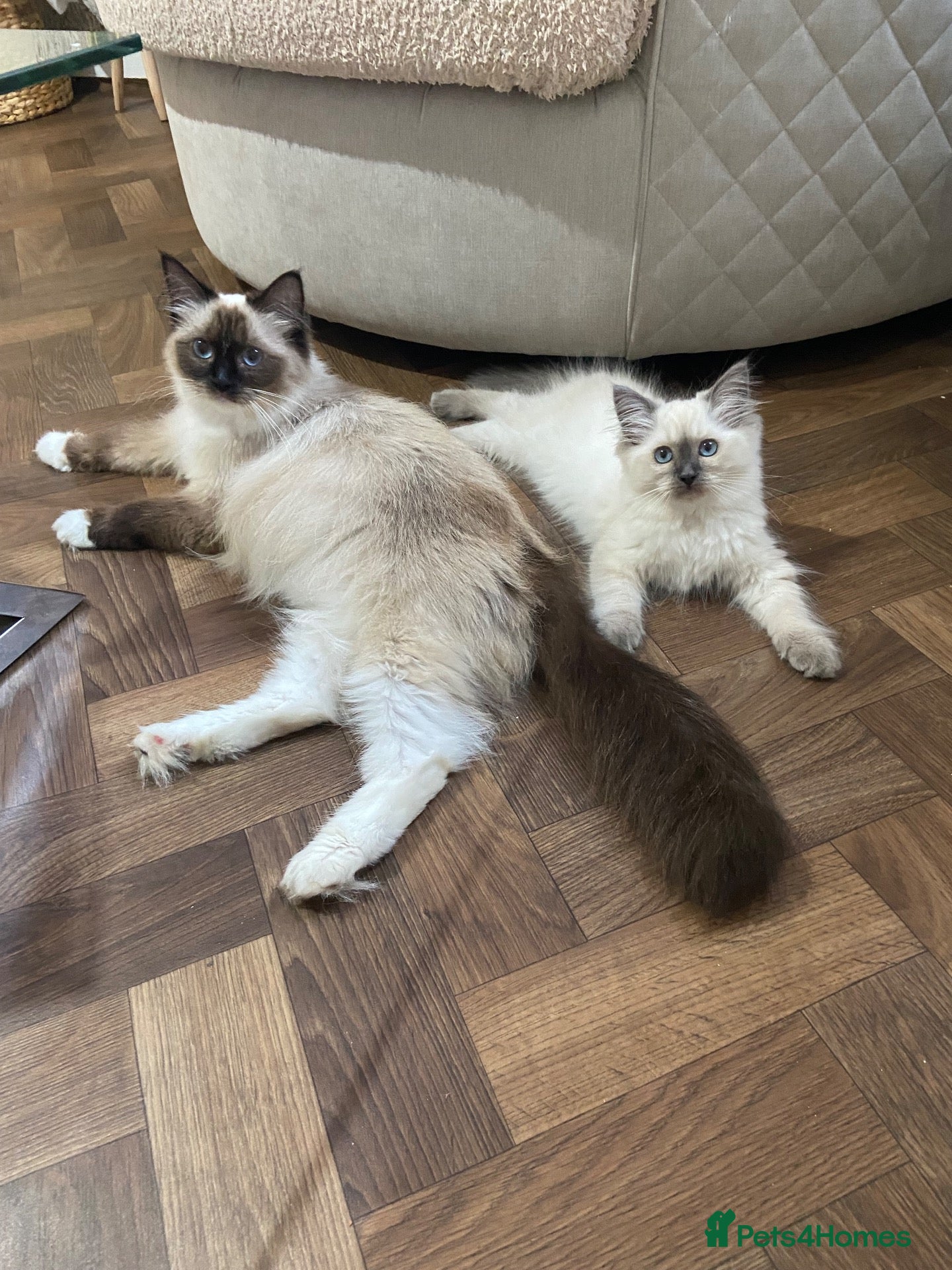 Ragdoll cats Blue ragdolls - Advert 1