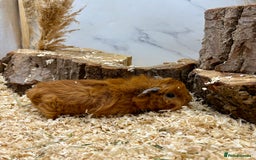 Guinea Pig rodents for sale: Lots of Baby Girls Guinea Pigs available 💗  - Image 10
