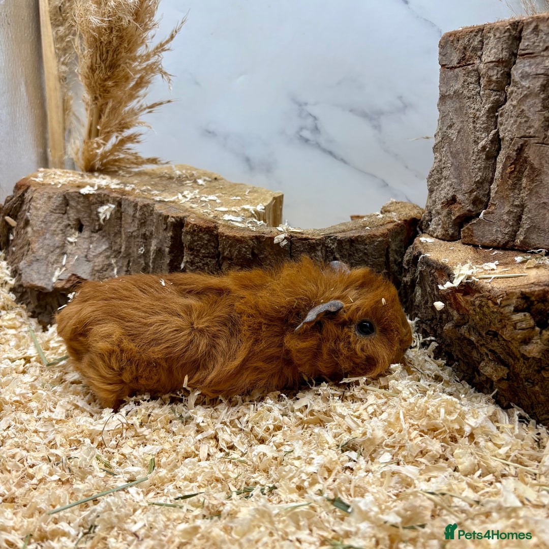 Guinea Pig rodents for sale: Lots of Baby Girls Guinea Pigs available 💗  - Image 10