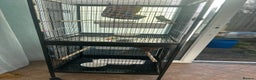 Finches birds for sale: 2 finches And 2 love birds and come with 3 cage - Advert 2