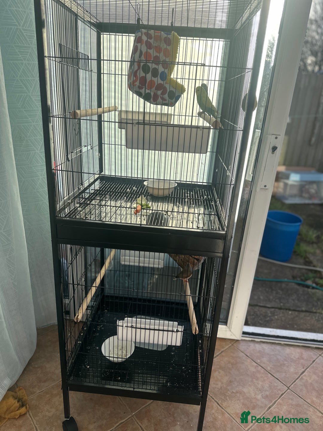 Finches birds for sale: 2 finches And 2 love birds and come with 3 cage - Advert 2