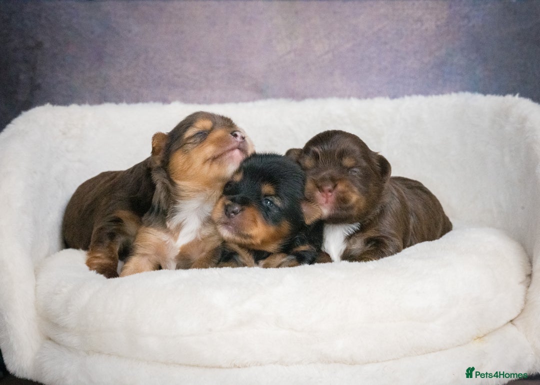 Yorkshire Terrier dogs for sale: Colorful Yorkshire Terrier puppies for sale - Image 17