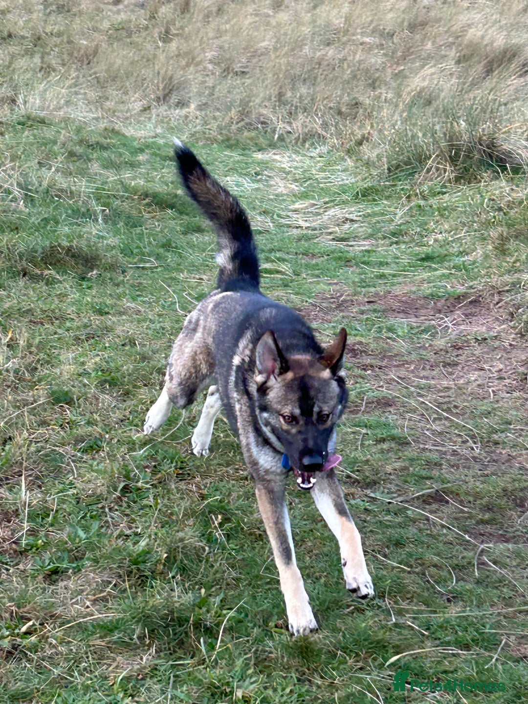Shepsky dogs for sale: Geberian shepsky 15 month male  - Advert 5