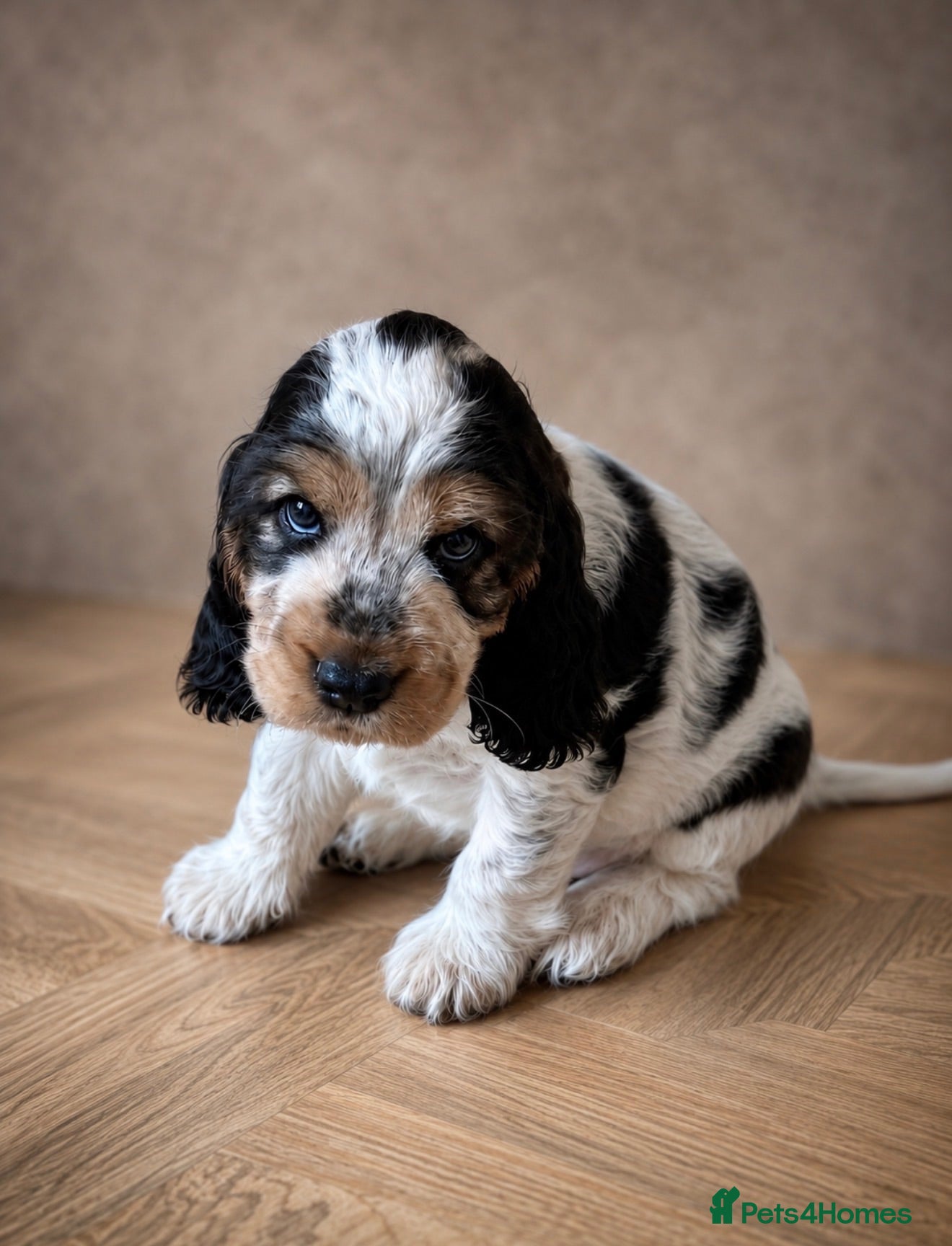 Cocker Spaniel dogs 🧡OUR LAST HANDSOME SHOW-TYPE COCKER LEFT 💙🧡 - Advert 5