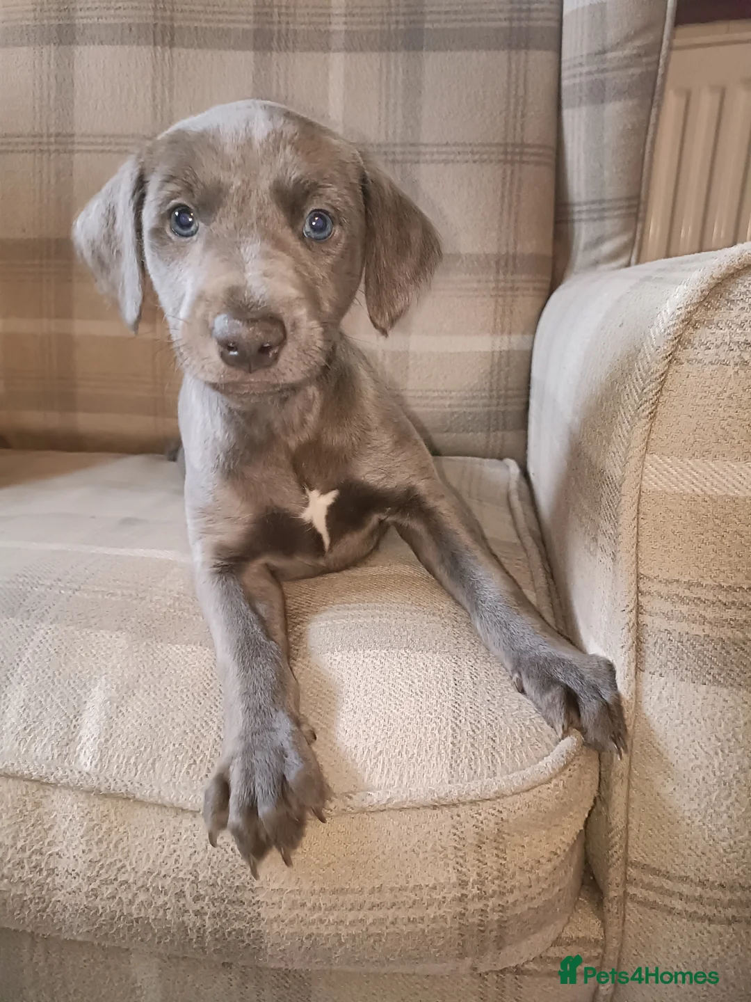 Mixed Breed dogs for sale: Stunning Bedlington Whippet Greyhound Puppies  in Chester - Advert 7