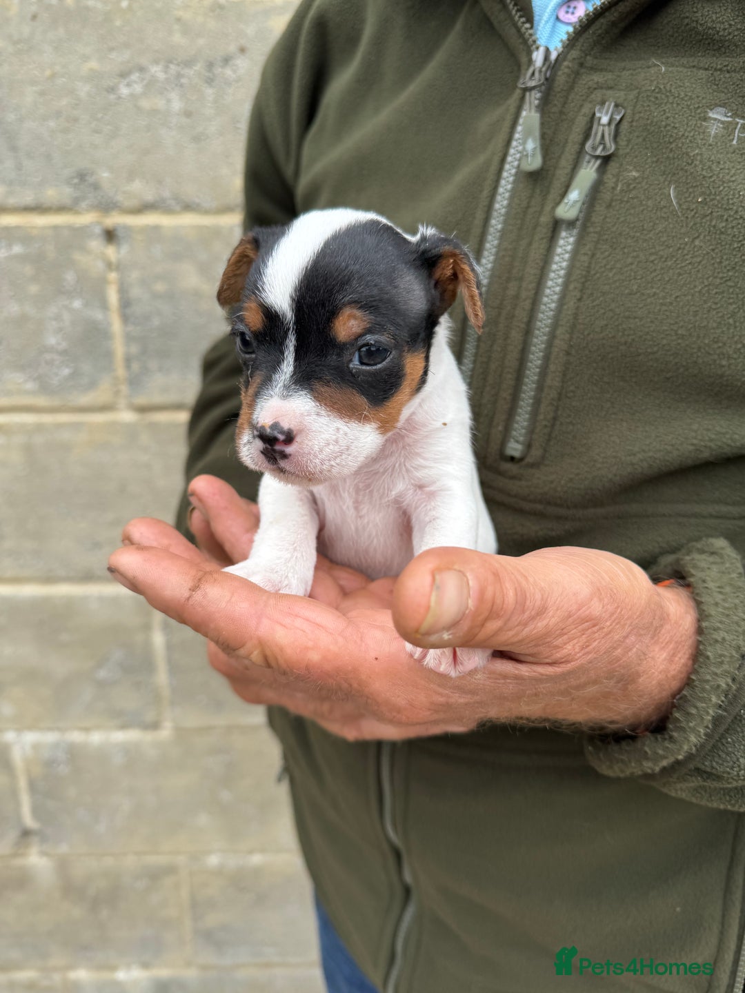 Jack Russell dogs for sale: Jack Russell Puppies - Image 9