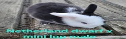 Mixed Breed rabbits for sale: Stunning selection of rabbits - Advert 1