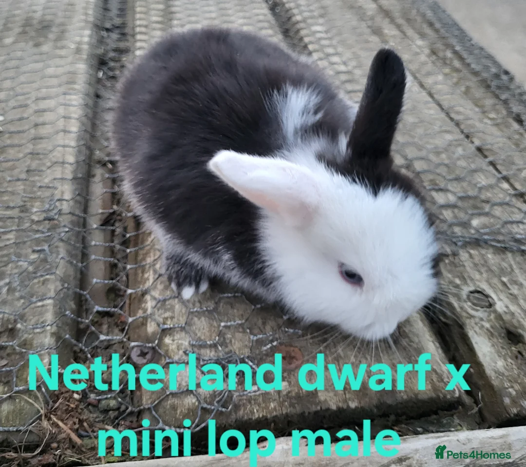 Mixed Breed rabbits for sale: Stunning selection of rabbits - Advert 1