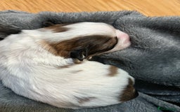 Mixed Breed dogs for sale: Shi/chi - Image 2