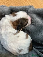 Mixed Breed dogs - Advert 4