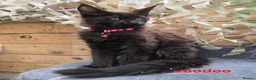 Maine Coon cats for stud: Large Black 9kg Russian Lines Maine Coon STUD - Advert 22