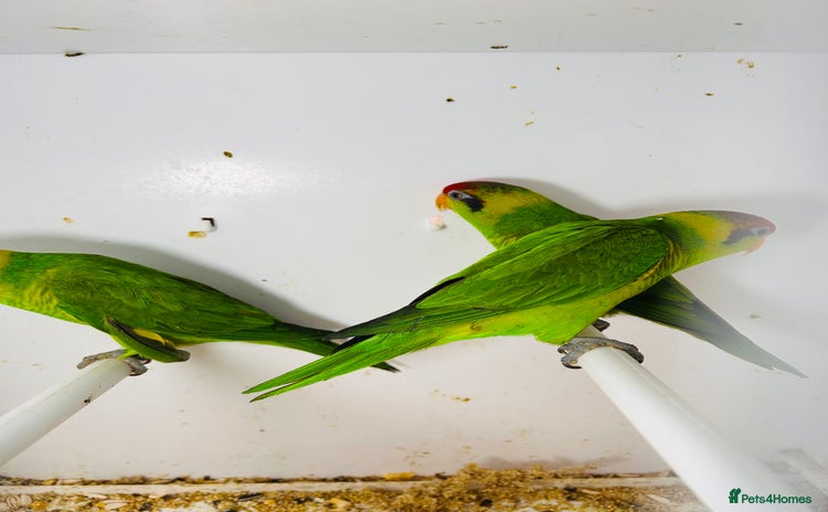 Lorikeets birds - Advert 1