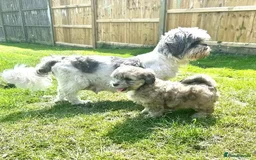 Shih Tzu dogs for sale: Shih Tzu puppies for sale - Advert 2