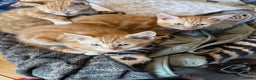 Mixed Breed cats for sale: 3 x Ginger Tabby Male Kittens  - Advert 3