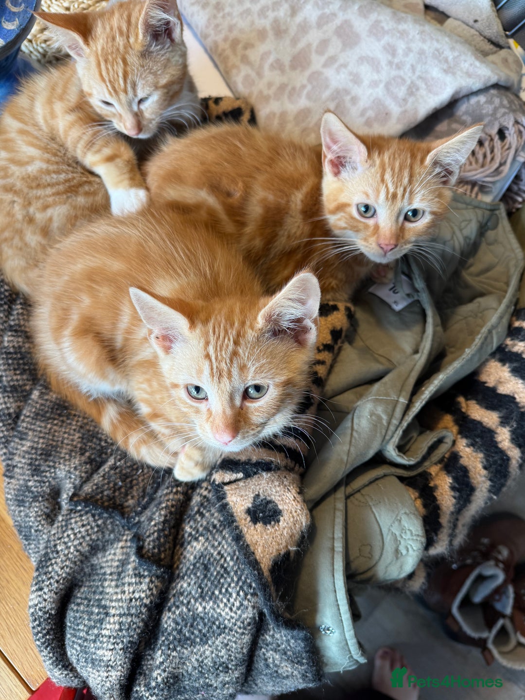 Mixed Breed cats for sale: 3 x Ginger Tabby Male Kittens  - Advert 3