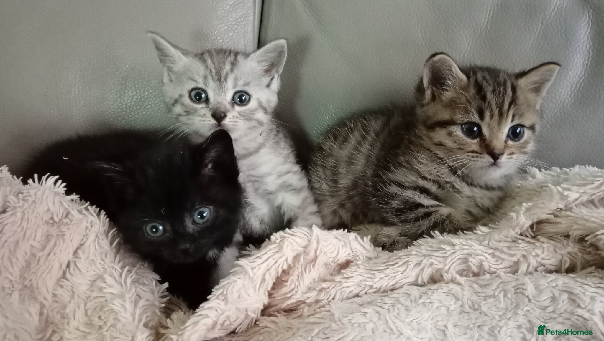 Persian cats Persian x Bengal Kittens - Advert 3