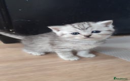 Scottish Fold cats for sale: 🆘🆘READY!🆘🆘Scottish shorthair  - Image 7