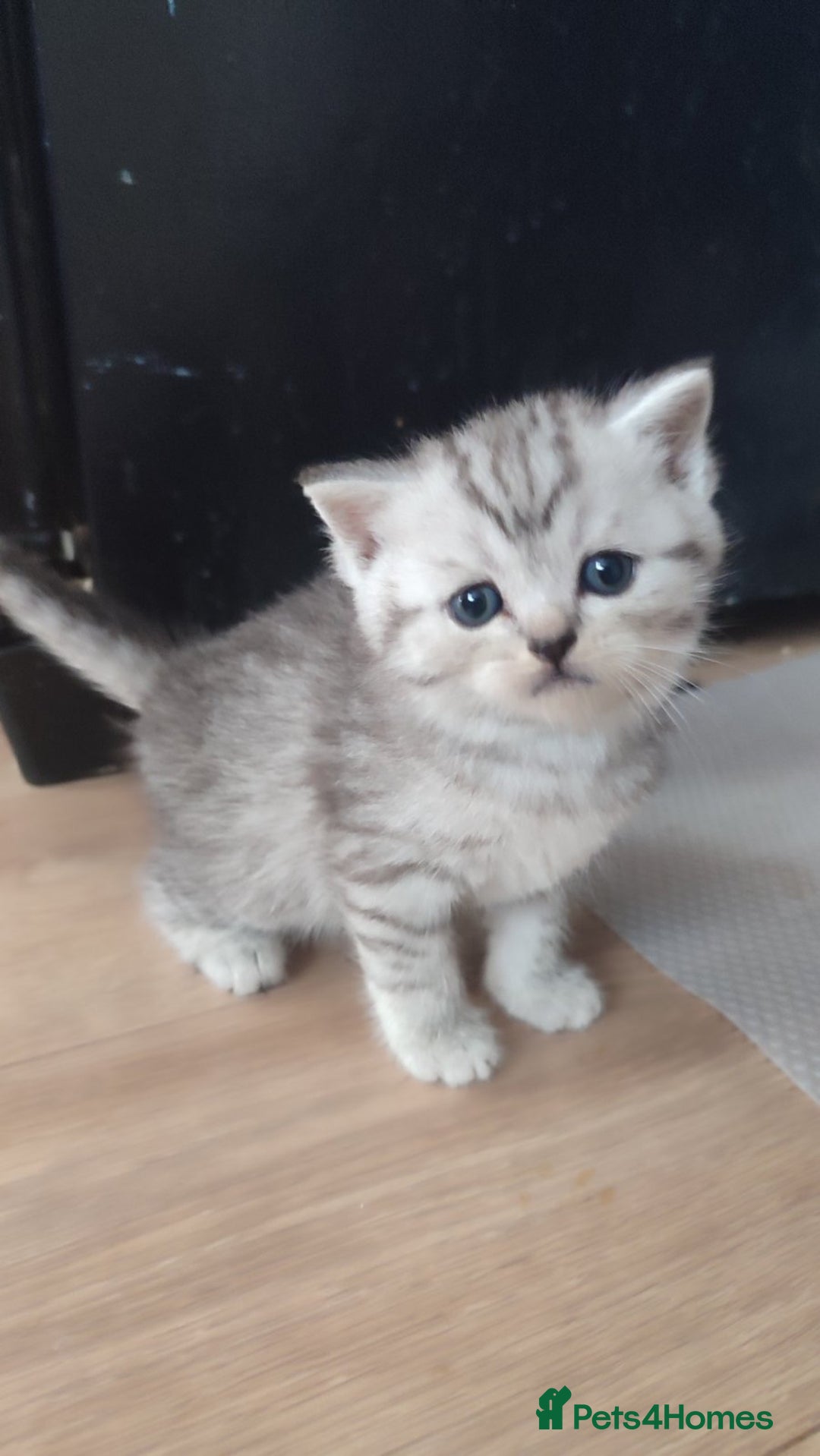 Scottish Fold cats for sale: 🆘🆘READY!🆘🆘Scottish shorthair  - Image 7
