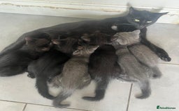 Mixed Breed cats for sale: 3 Black Boys, 1 Grey Girl and 1 Grey Boy Kittens - Image 2