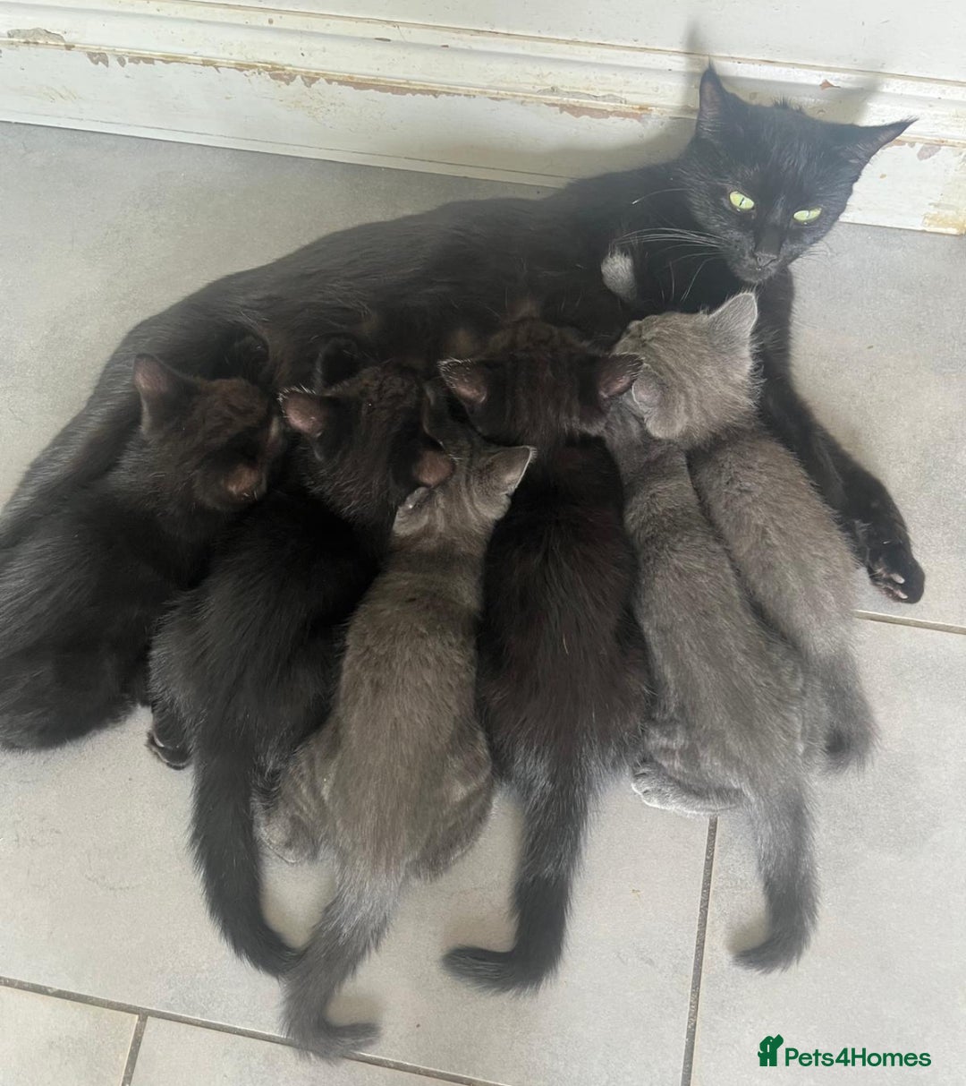 Mixed Breed cats for sale: 3 Black Boys, 1 Grey Girl and 1 Grey Boy Kittens - Image 2