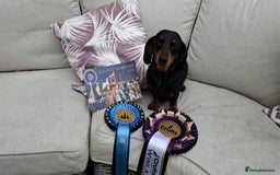 Dachshund dogs for stud: Stud dog - Image 13