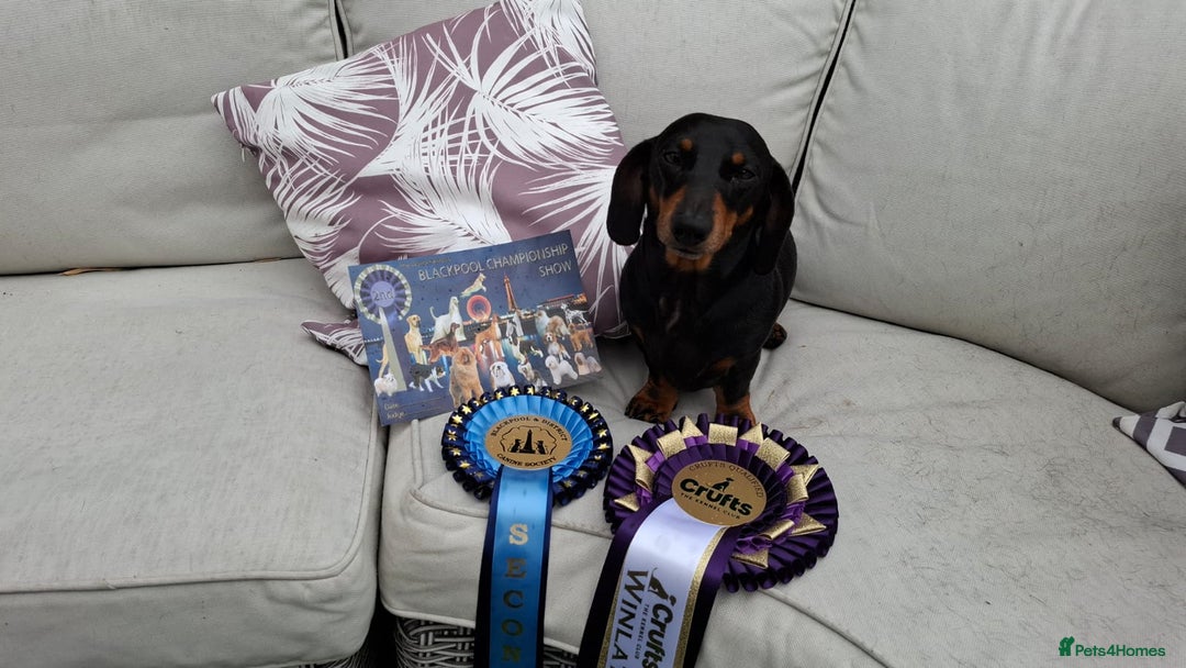 Dachshund dogs for stud: Stud dog - Image 13