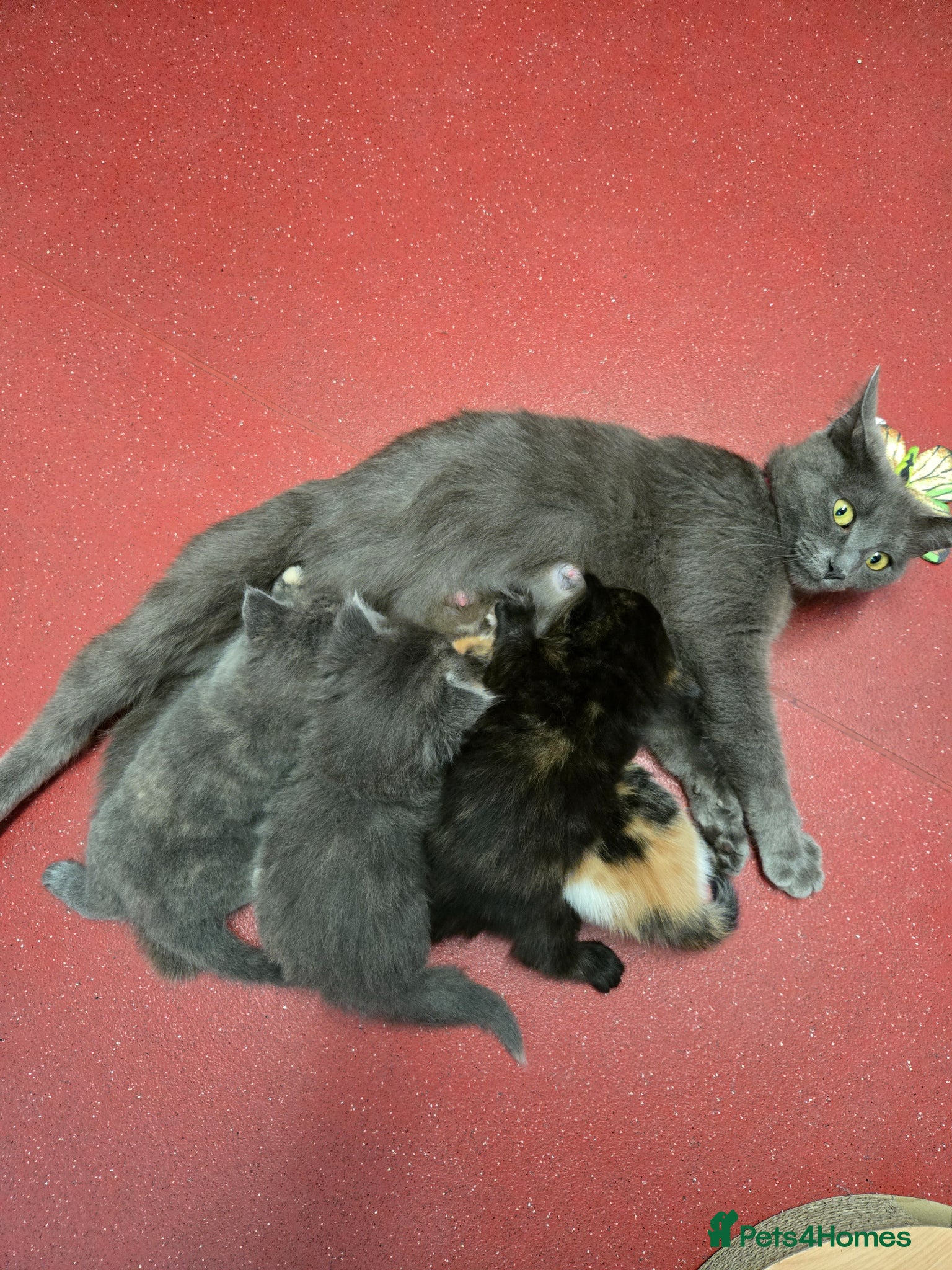 Mixed Breed cats for sale: Gorgeous kittens in Petersfield - Advert 1