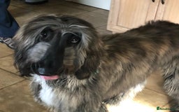 Afghan Hound dogs for sale: Adorable afghan hound boy for a new home - Image 1