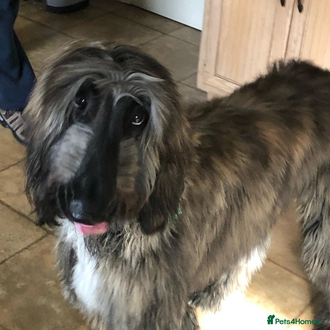 Afghan Hound dogs for sale: Adorable afghan hound boy for a new home - Image 1